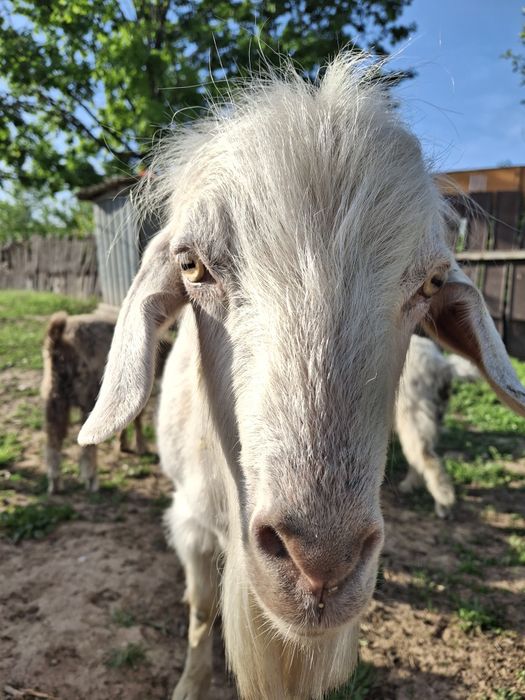 Животное на айт 1,5 год