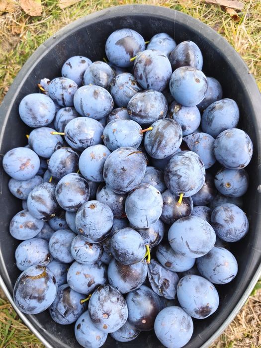 Prune pentru tuica