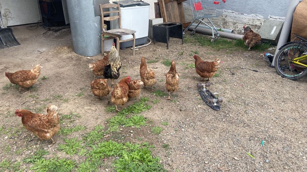 Продам ломан браун