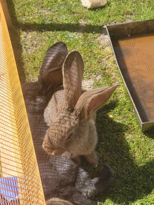 PUI Uriaș German din părinți tatuați