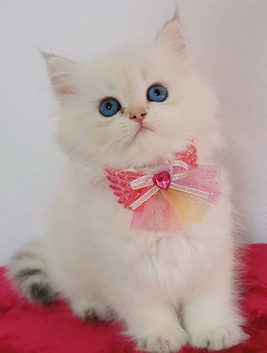 Femela british longhair