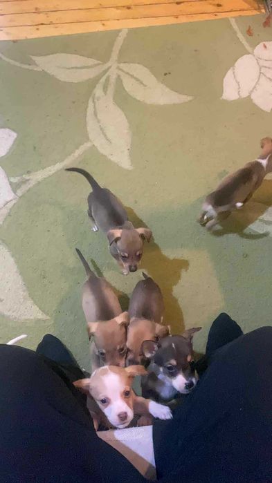 Подаряват се малки кученца