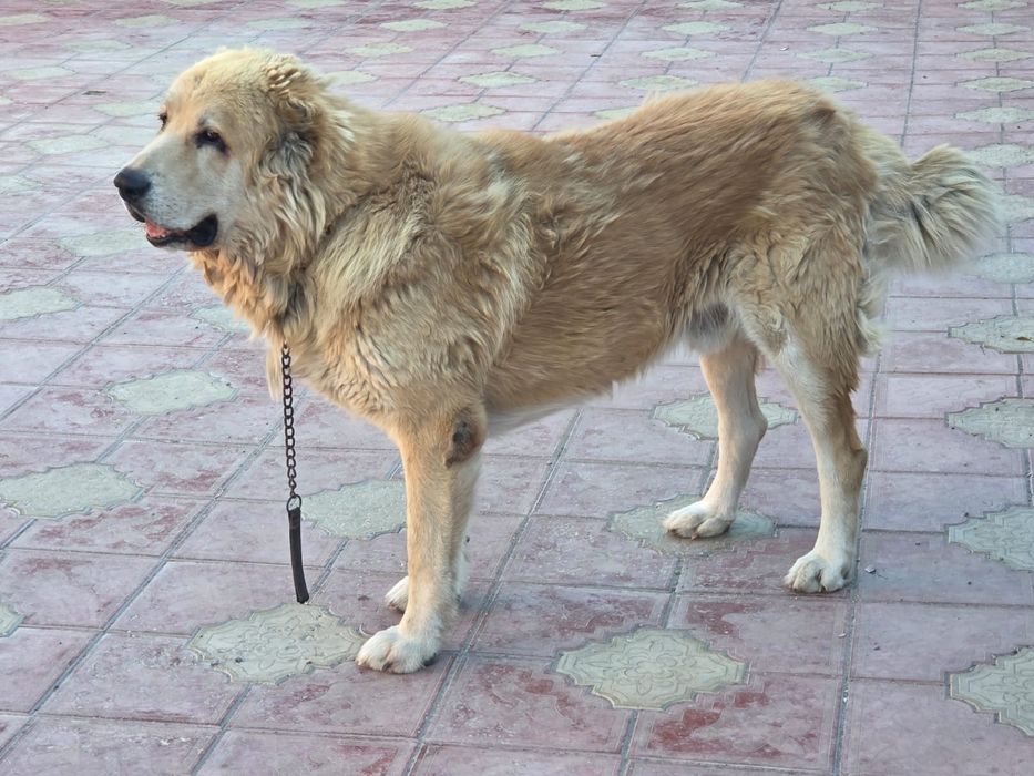 Тобет, кобель, 8 лет..