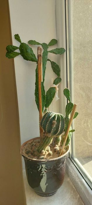 Продаю цветы  (кактусы сортовые, денежное дерево, каменная роза )