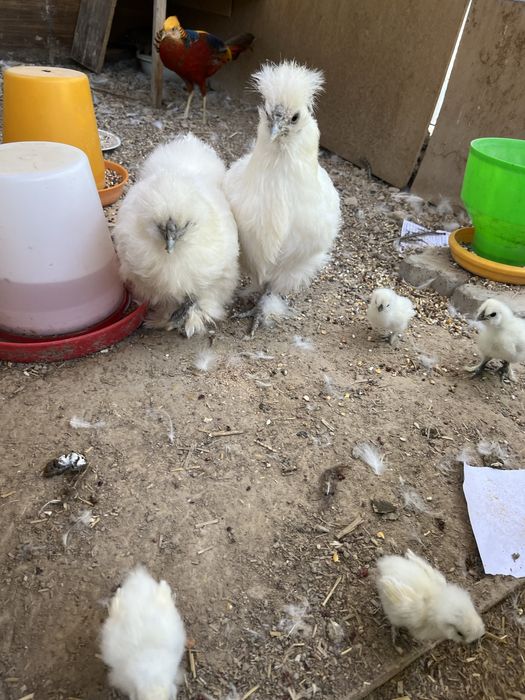 Щолк товук жужалар сотилади