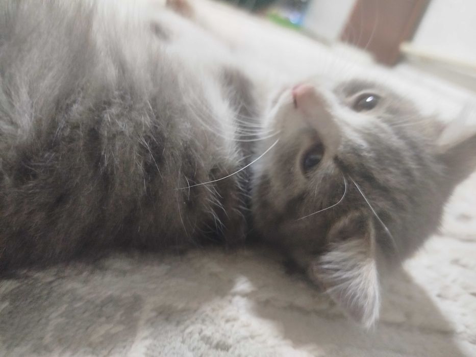 Котёнок девачка милашка