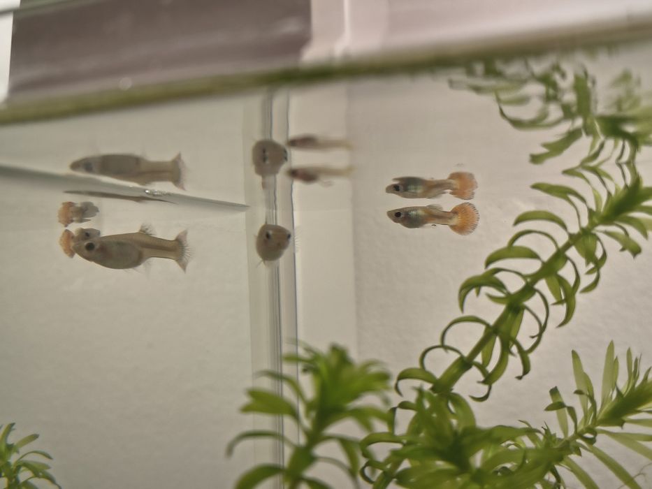 Donez pești Guppy