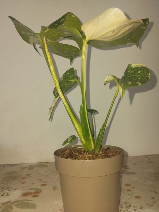 Monstera deliciosa variegată 
Vând plantă sănătoa