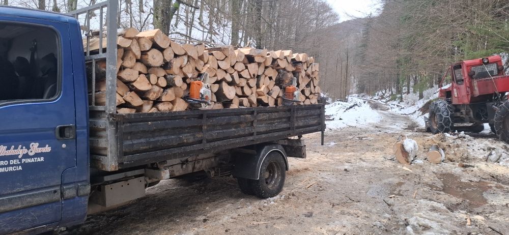 Lemn de Foc Fag  ceapate rotunde det la tel