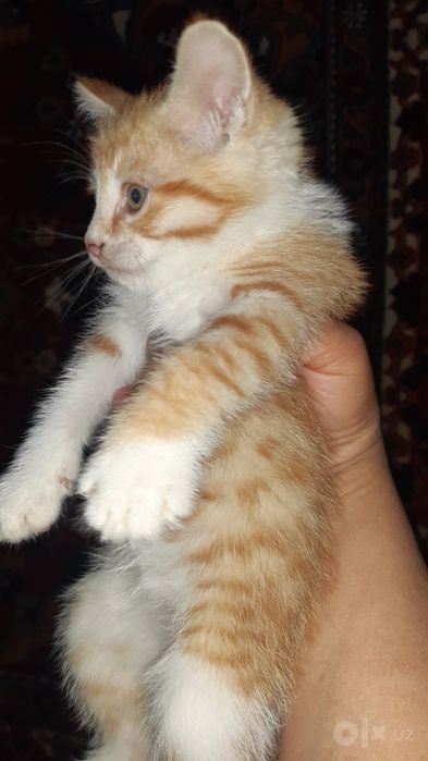 Котята домашние в добрые руки.