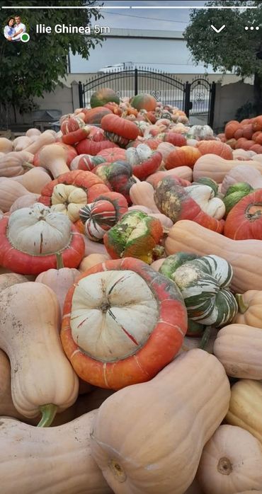 Vand dovleci placintari si Halloween