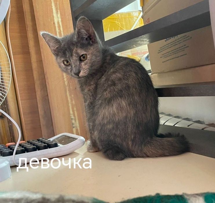 Котята от шотландской кошки