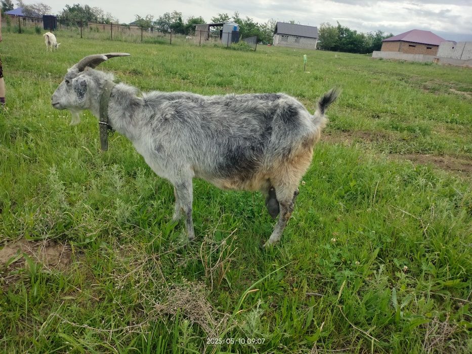 Сүтті ешкі сатылады