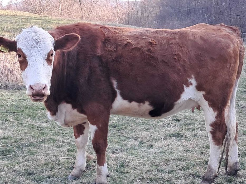 Juninci baltate de vanzare