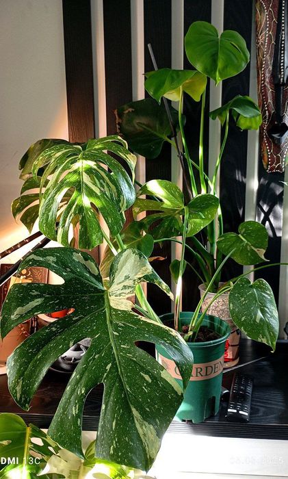 Монстера Альба, монстера Тайское созвездие