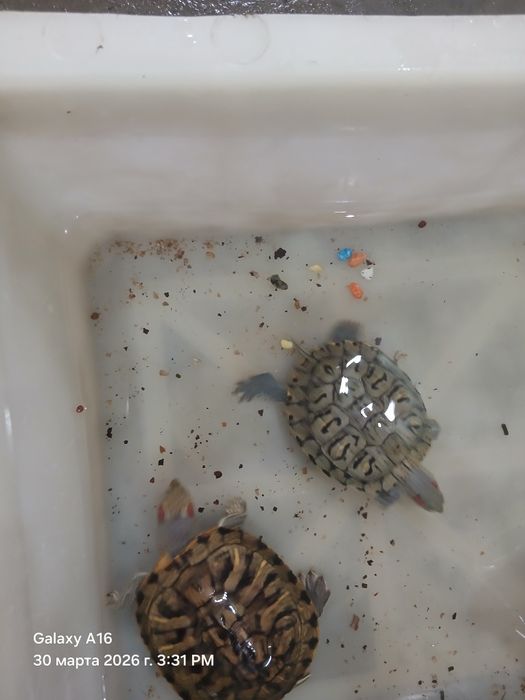 Водяные черепашки