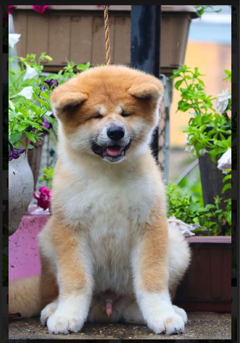 Щенки акита