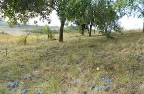 Prune de vanzare pentru preparare  palinca