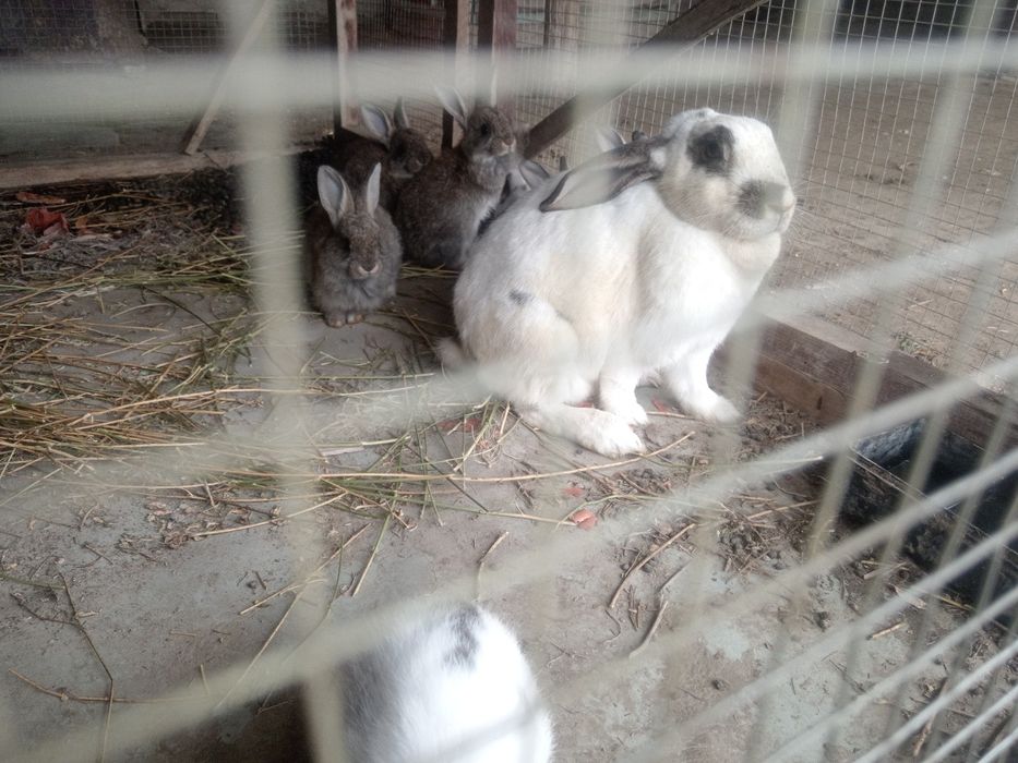 Куенлар сотилади.