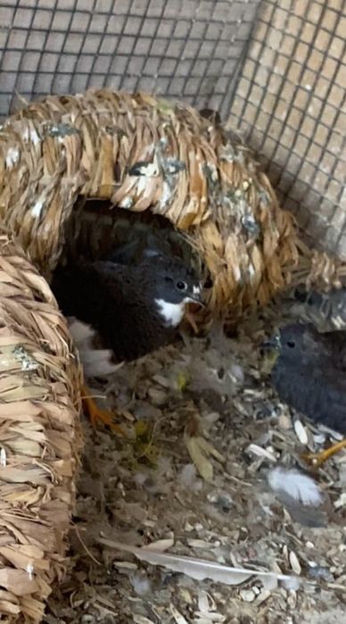 Oua prepelite chinezesti