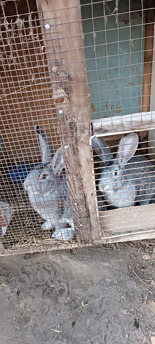 Продам кролик мальчики и девочки