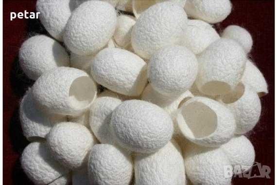 Копринени пашкули от буби-100% естествена коприна, 10 бр - 3 лв