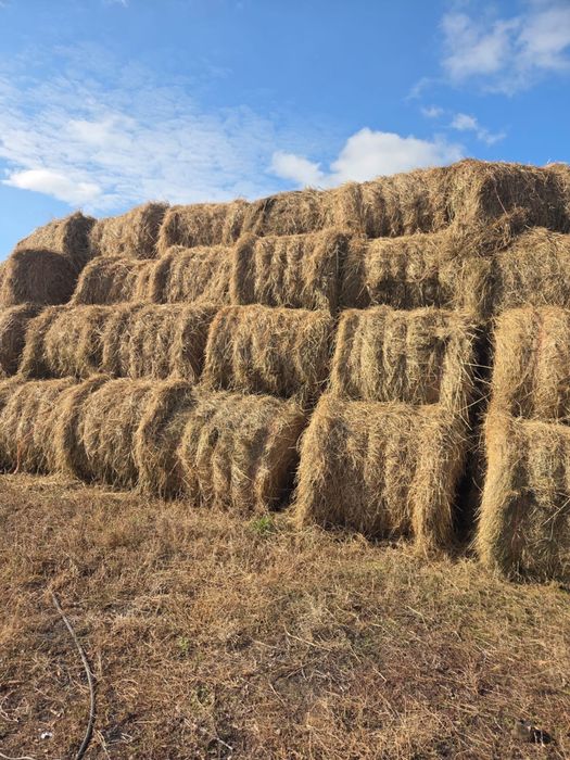 Сено в тюках 250 кг из Павлодара луговое
