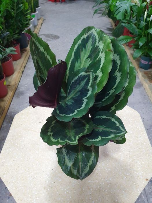 Kalateya arnata калатея арната