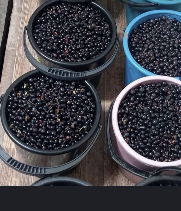 Продам смородину каждый день