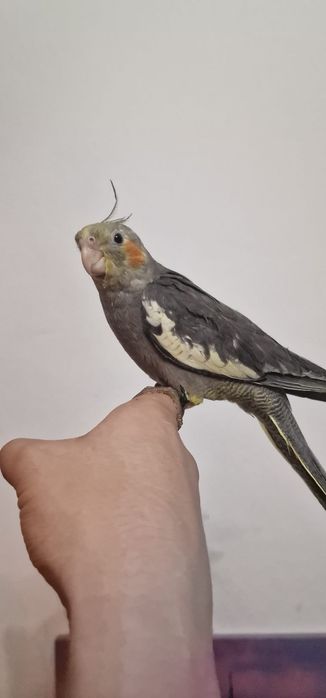 Vand  pui de nimfa(mascul și femela ) inelati 2026