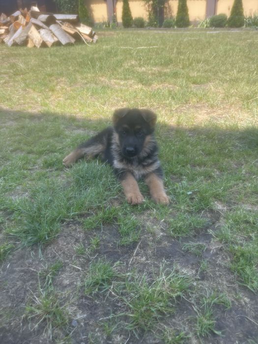 Pui ciobanesc german