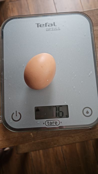 Ouă de gaina de țară