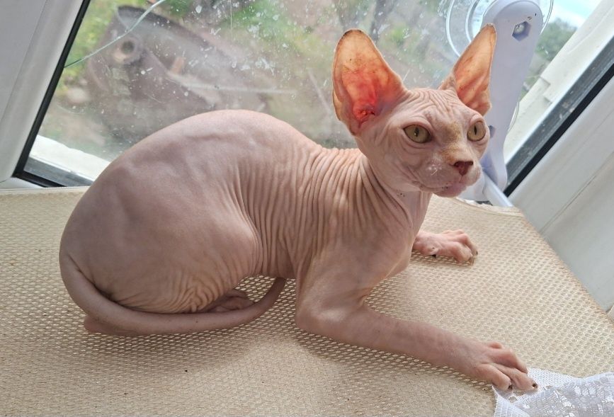 Молодые котик и кошечка