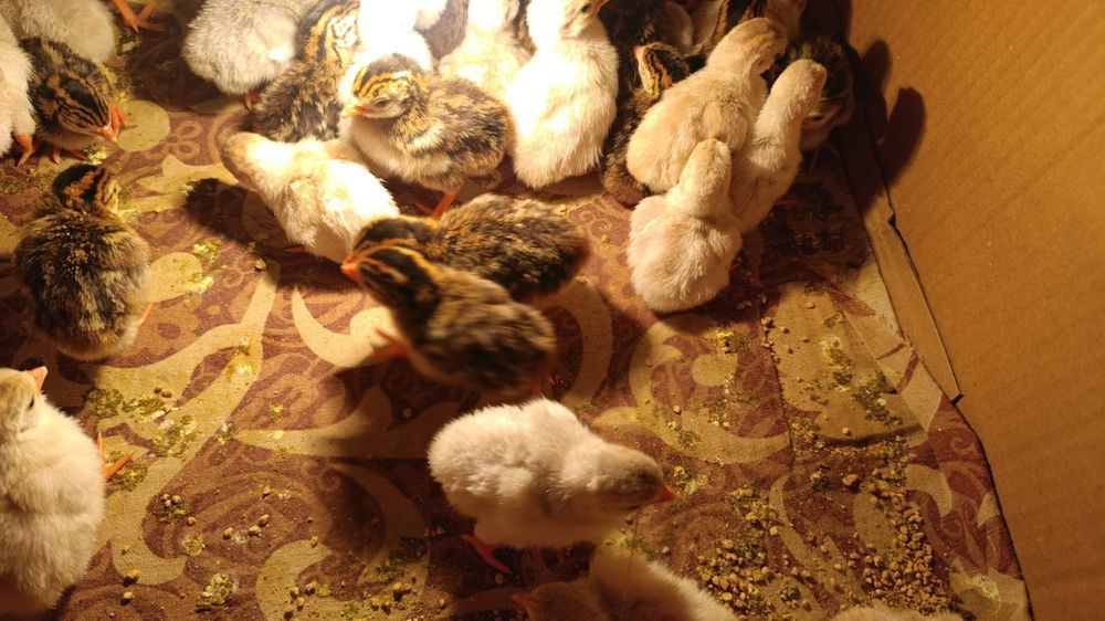 Цыплята Цесарки суточные