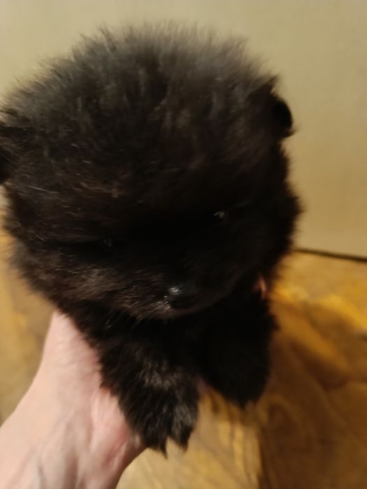 Померан/мини шпиц