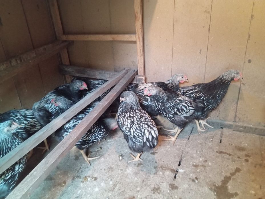 Продам петушков Виандоты и яйца