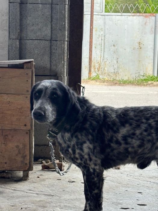 Продам Спаниель!!!