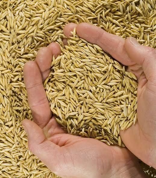 Vând ovăz și mazăre