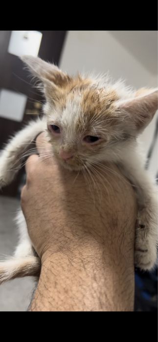 Spre adopție pisicuță iubitoare și jucăușă - 3 luni (București)