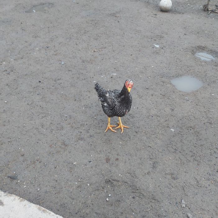 Курочка фазан 2год крупный