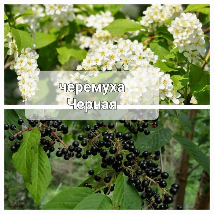 Декоративные кустарники и деревья