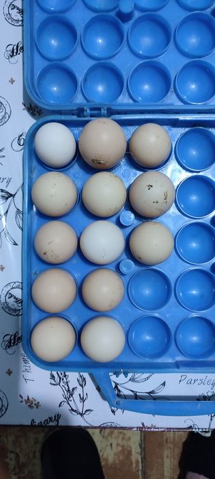 Брама тухум сотилади