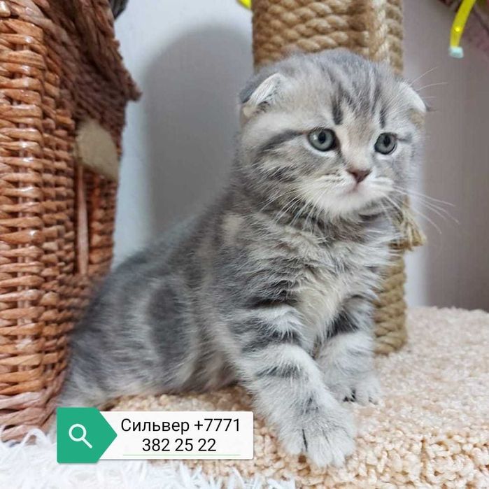 вислоухие  девули.пареньки.