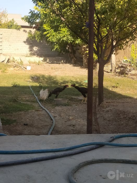 Kulangi horozlar bor 6 oylik