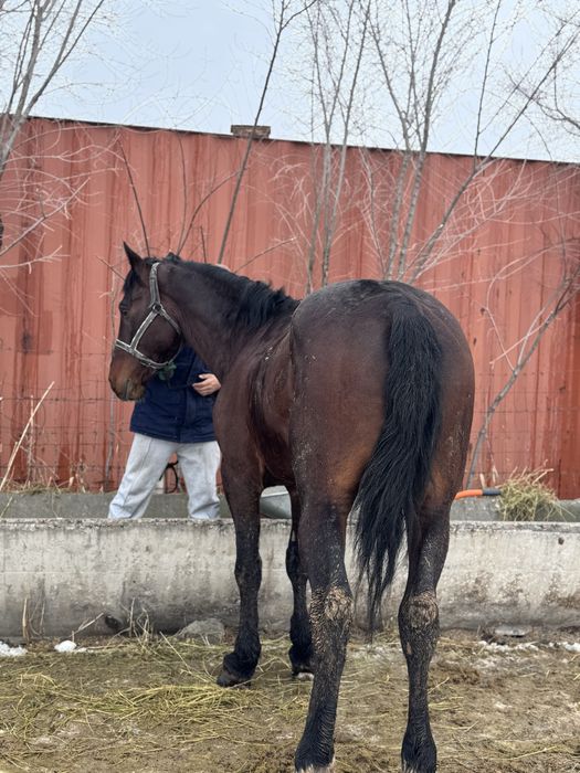 Ат,айғыр,лошадь,жылқы