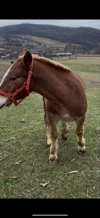 Vand 2 manji.. negru 8 luni blondu 6 luni