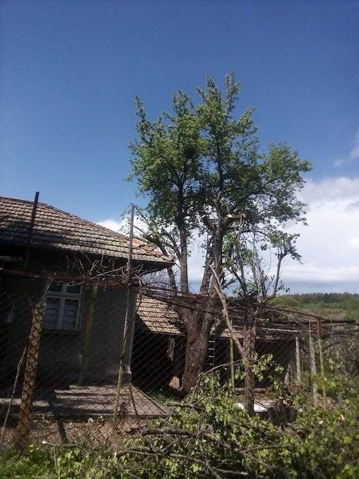 Подрязване на овощни дървета