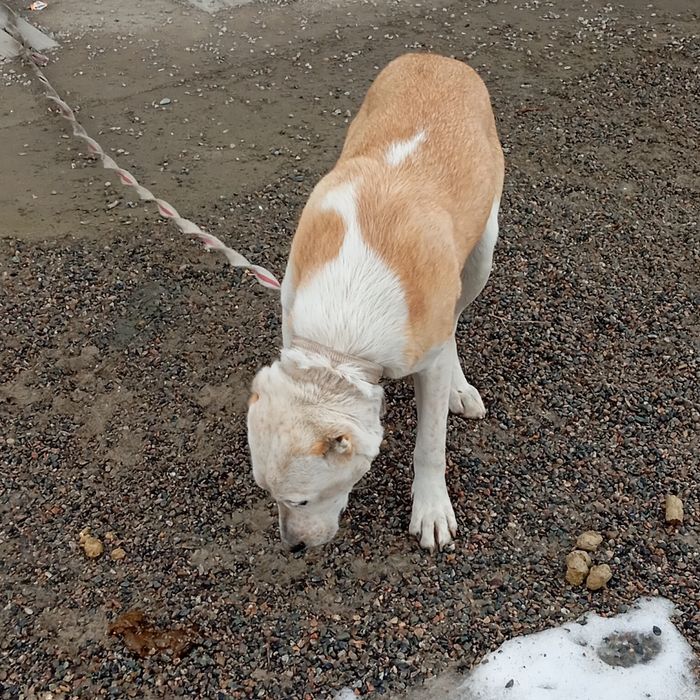 Собака тобет сатылады