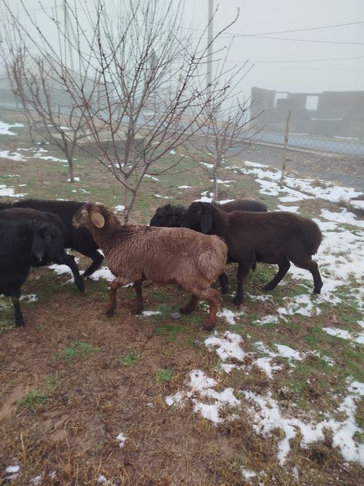 Кошкар Бордакы  кой