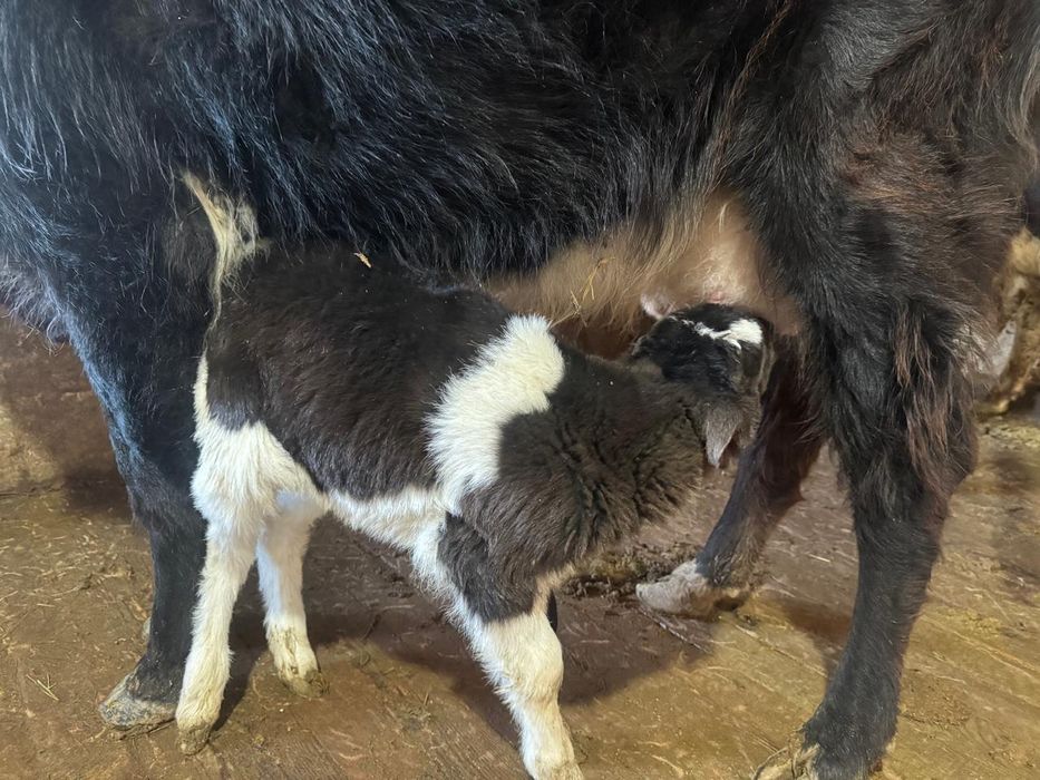 Қара Төбелі сауынды сиыр